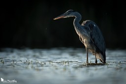 heron_cendre-586