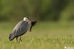 heron_cendre-608