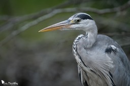 heron_cendre-63