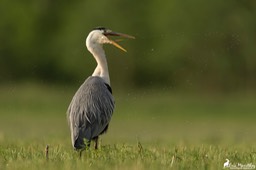 heron_cendre-674