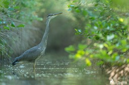 heron_cendre-70