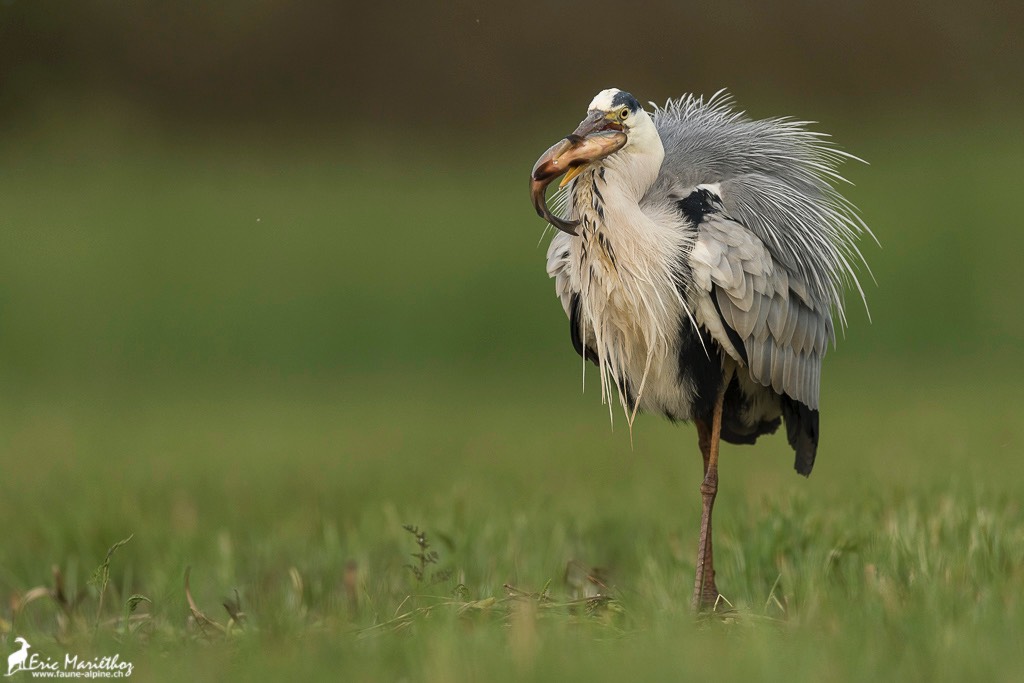 heron_cendre-724