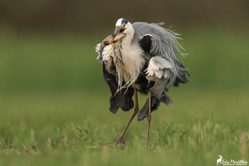 heron_cendre-726