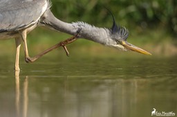 heron_cendre-86