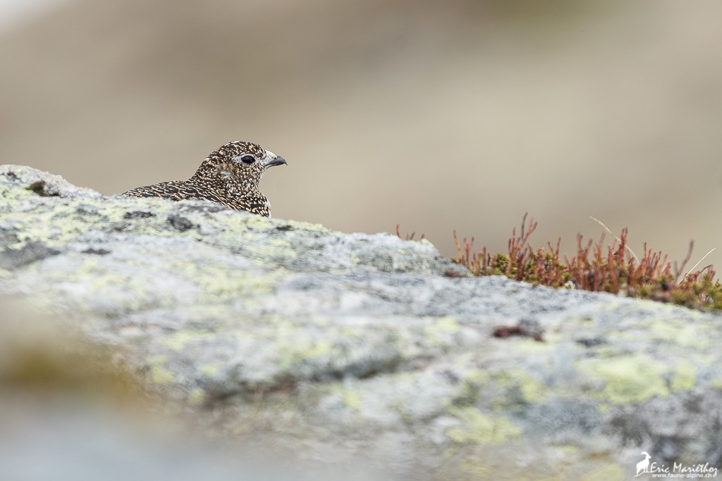 lagop�de_alpin-108