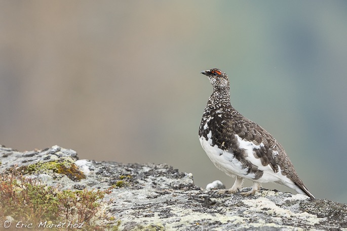lagopde_alpin-1105