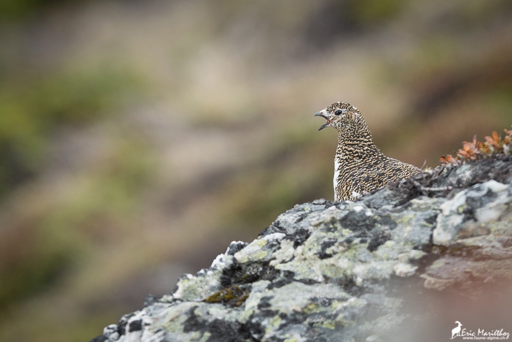 lagop�de_alpin-119