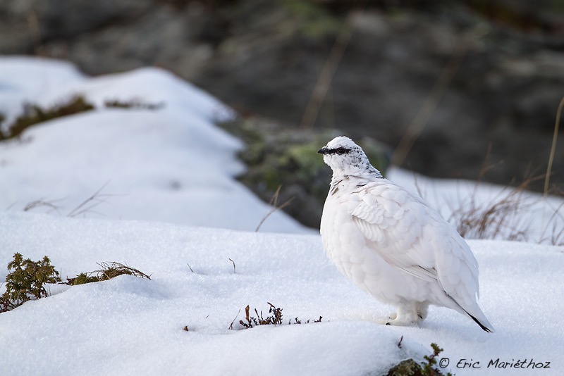 lagopde_alpin-135