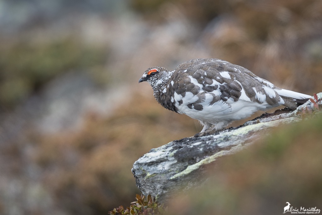 lagopde_alpin-159