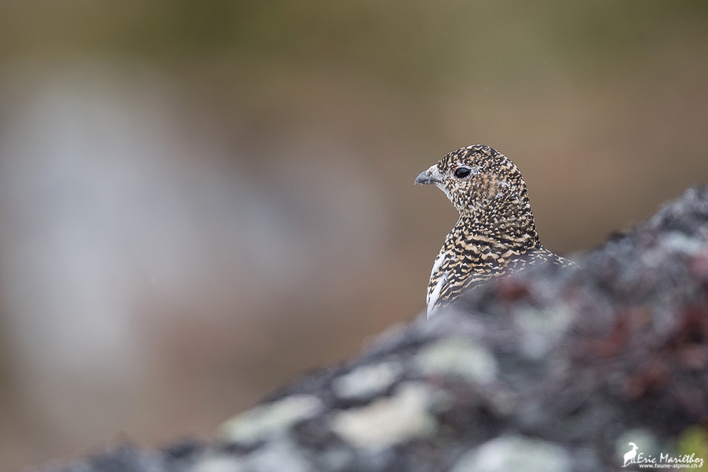 lagop�de_alpin-162