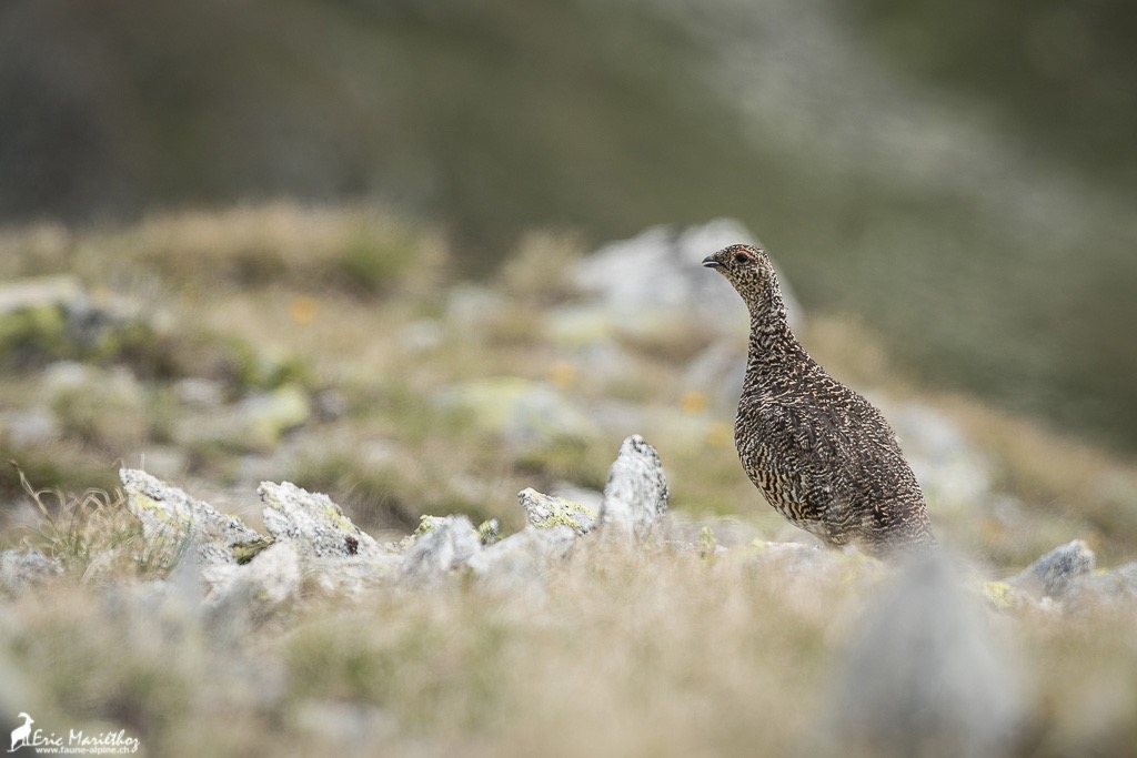 lagopede_alpin-176