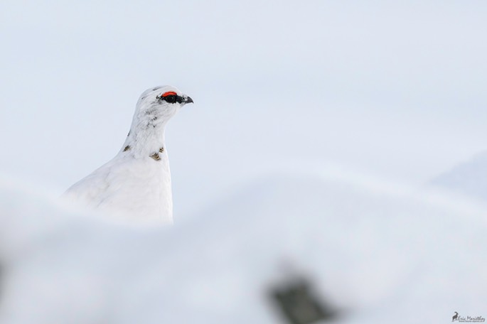 lagopede_alpin-2696