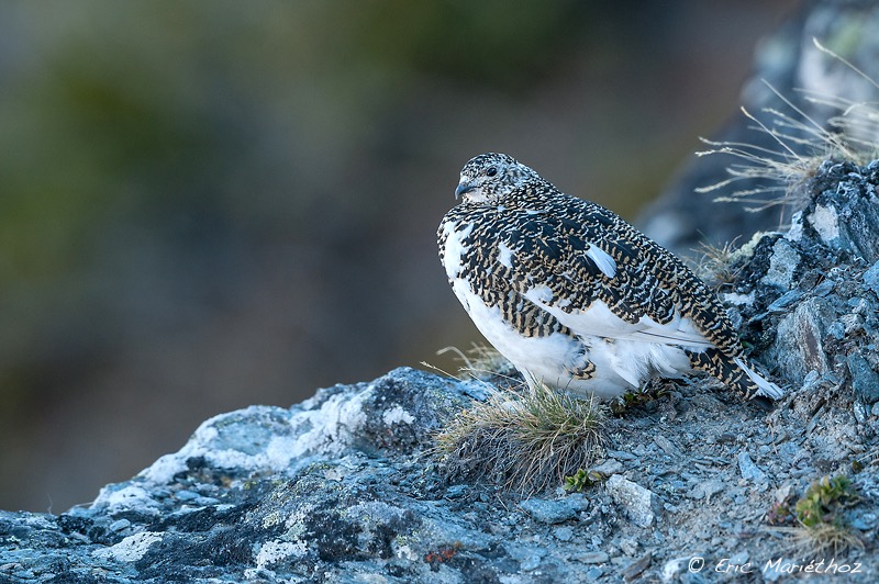 lagopde_alpin-310