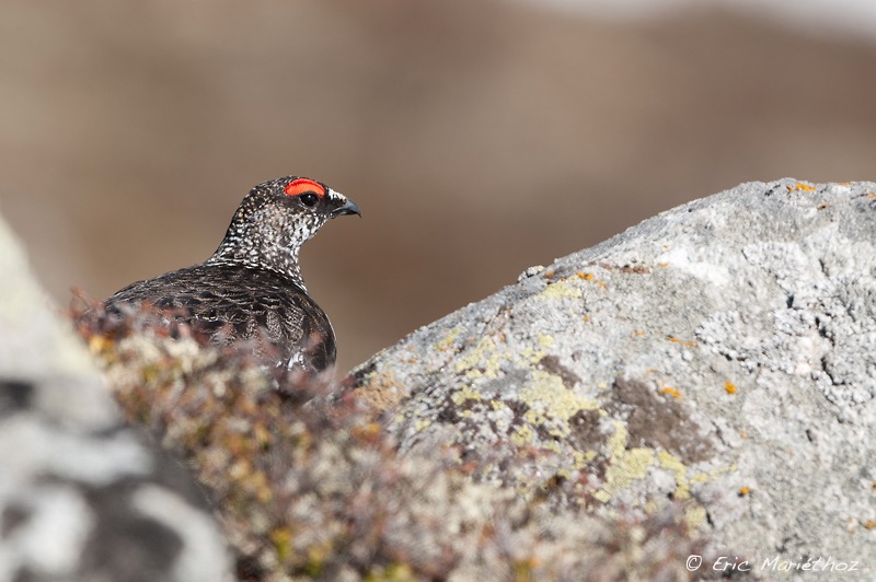 lagopde_alpin-373