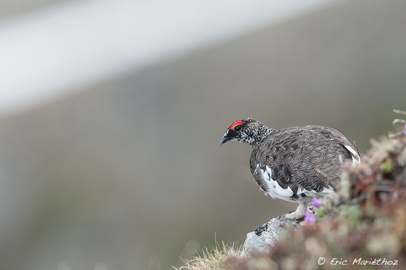 lagopde_alpin-516