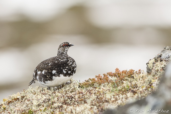 lagopde_alpin-926