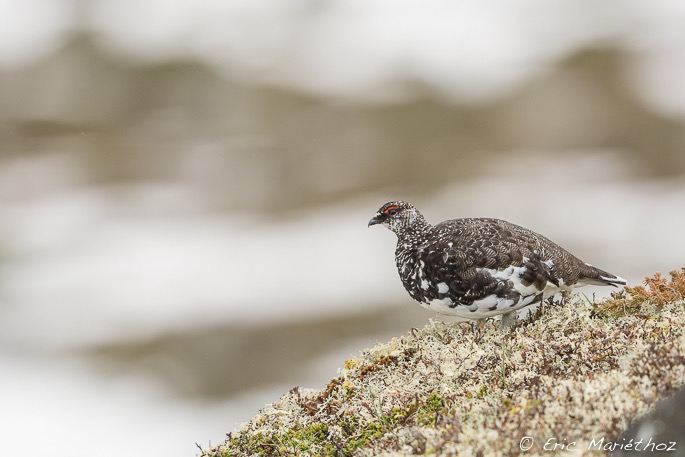 lagopde_alpin-939