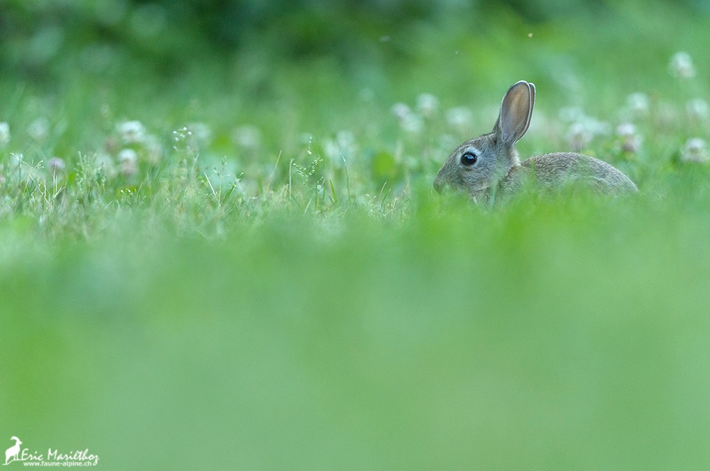 lapin_de_garenne-10