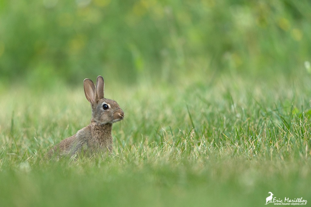 lapin_de_garenne-22