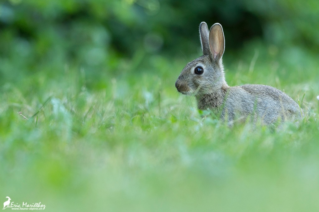 lapin_de_garenne-32
