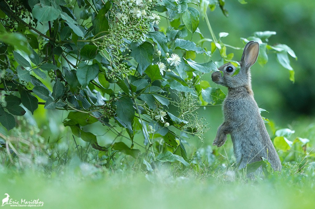 lapin_de_garenne-8