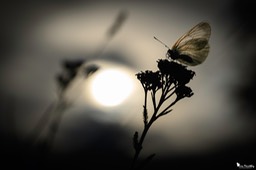 le_gaze-64
