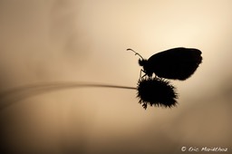 le_satyrion-105