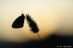 le_satyrion-29