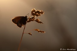 le_satyrion-87