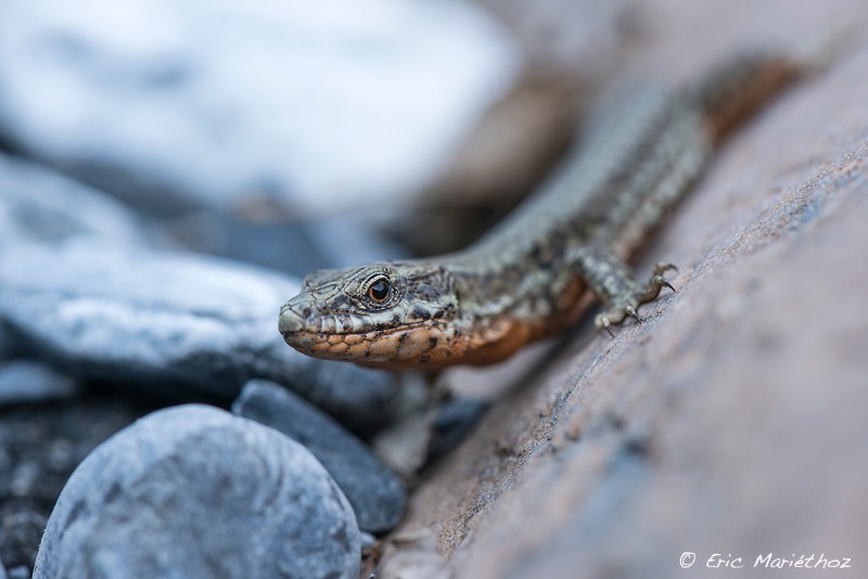lezard_des_murailles-10