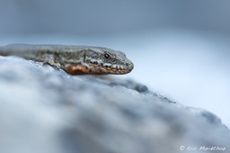 lezard_des_murailles-29