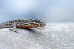 lezard_des_murailles-62