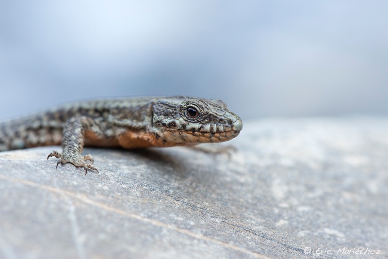 lezard_des_murailles-62