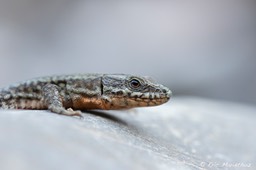 lezard_des_murailles-68