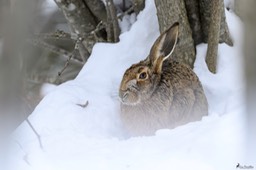 lievre_commun-381