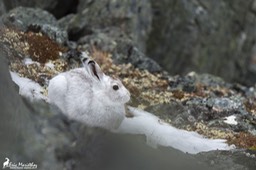 lievre_variable_Norvege-69