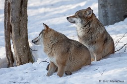 loup_Bayerischer_Wald-103