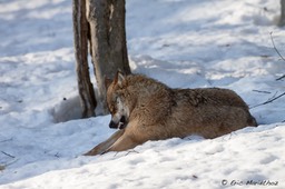 loup_Bayerischer_Wald-63