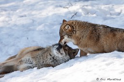 loup_Bayerischer_Wald-64