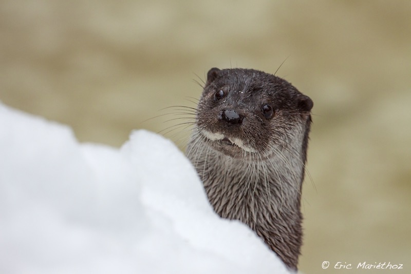 loutre_Bayerischer_Wald-105