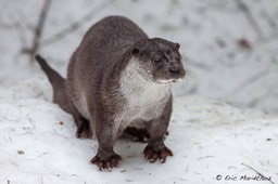 loutre_Bayerischer_Wald-142