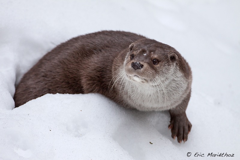 loutre_Bayerischer_Wald-34