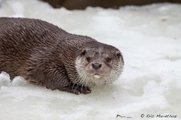 loutre_Bayerischer_Wald-65