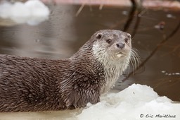 loutre_Bayerischer_Wald-71