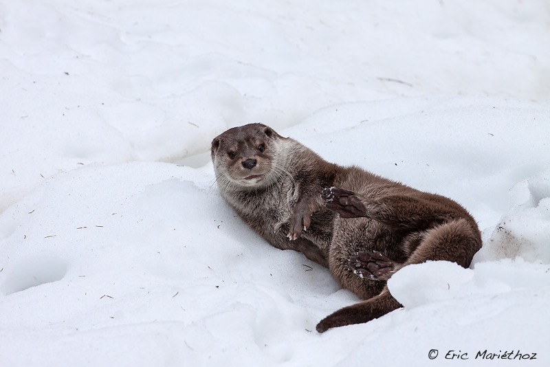 loutre_Bayerischer_Wald-96