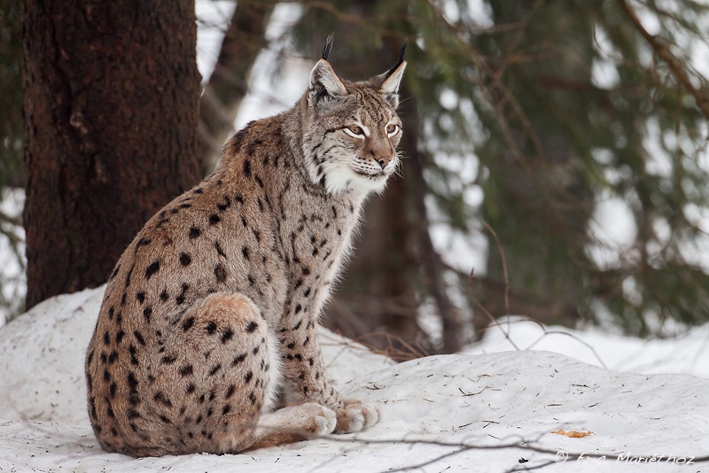 lynx_Bayerischer_Wald-354-2