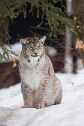 lynx_Bayerischer_Wald-35