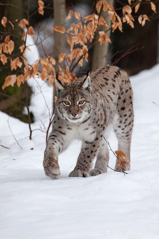 lynx_Bayerischer_Wald-42