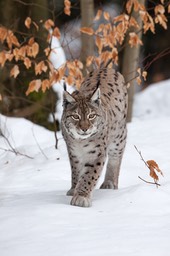 lynx_Bayerischer_Wald-44