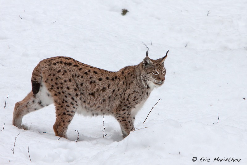 lynx_Bayerischer_Wald-459